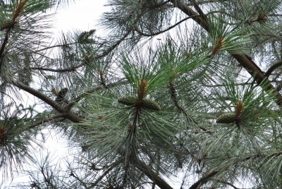 Pinus jeffreyi -borovice Jeffreyova - větve s šiškami
